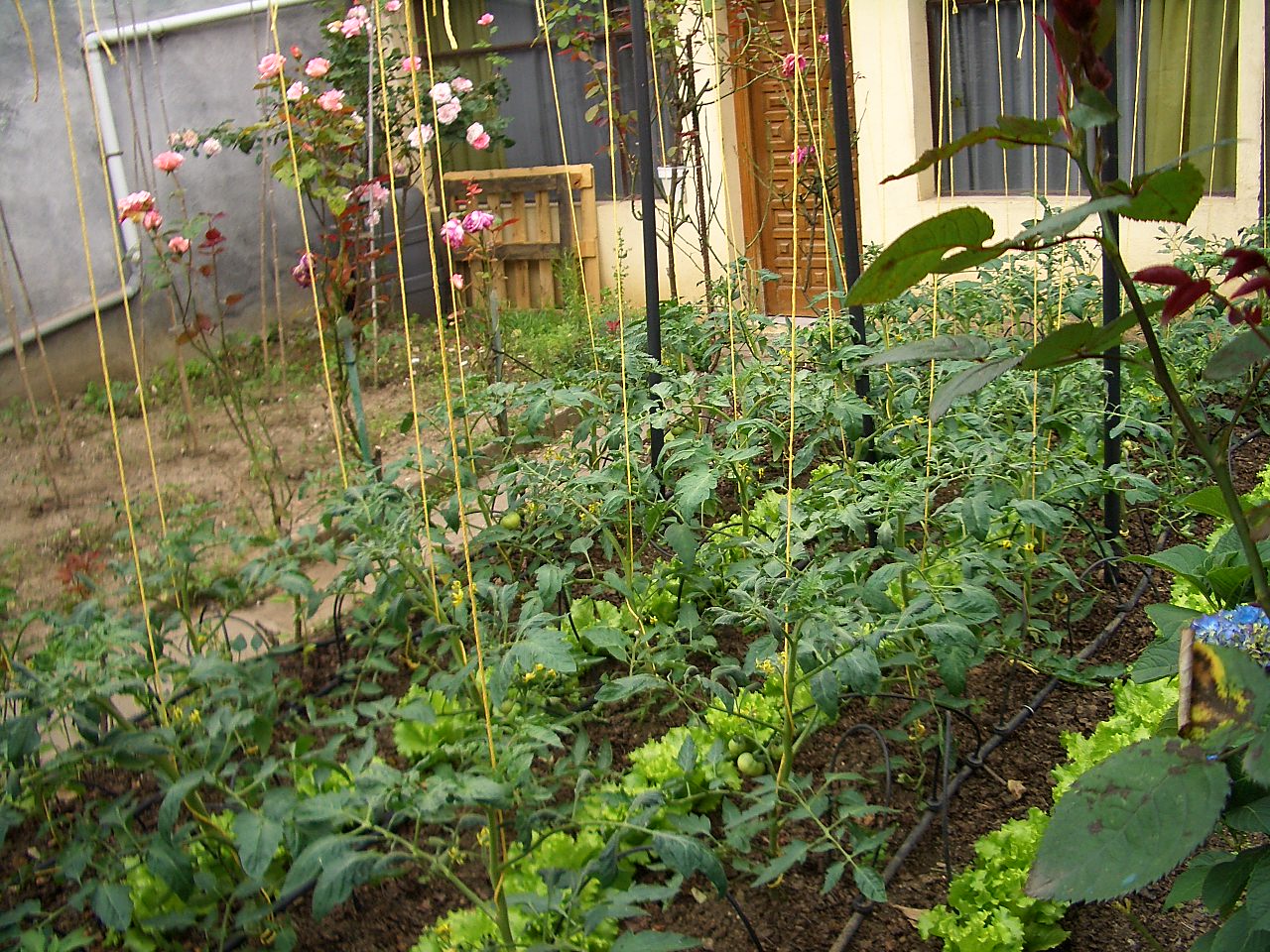 terrace-garden