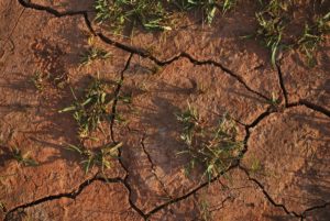 TBI Blogs: How the Supreme Court Came to the Rescue of India’s Drought Victims