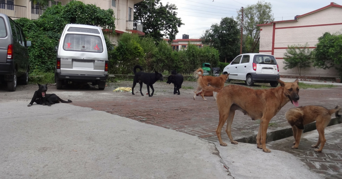 Hyderabad Animal Lovers, a New ID Card Makes Caring for Your Stray Four-Legged Pals Simpler