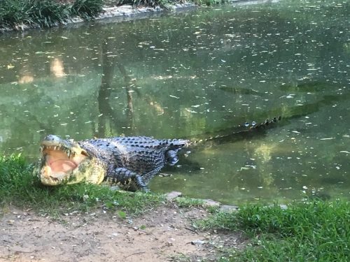 “Jaws III,” a 17 foot long Saltwater crocodile, smiles wide for the camera!