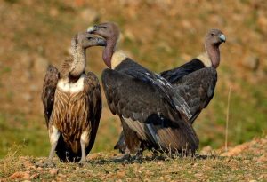 This Conservationist Is Saving Vultures In India From Extinction