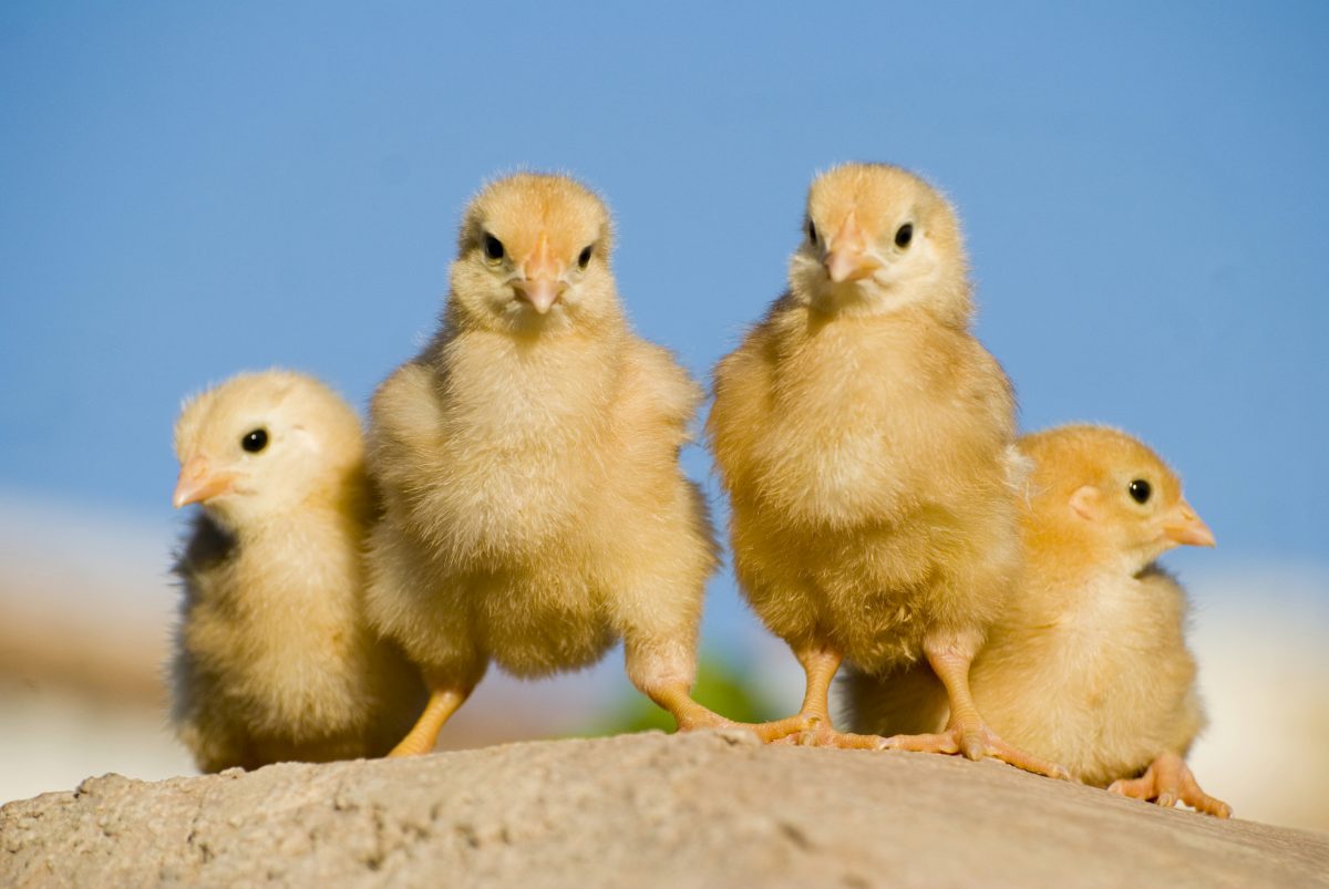TBI Blogs: You Can Help End Cruelty Against Hens and Chickens in Factory Farms. Here’s How!