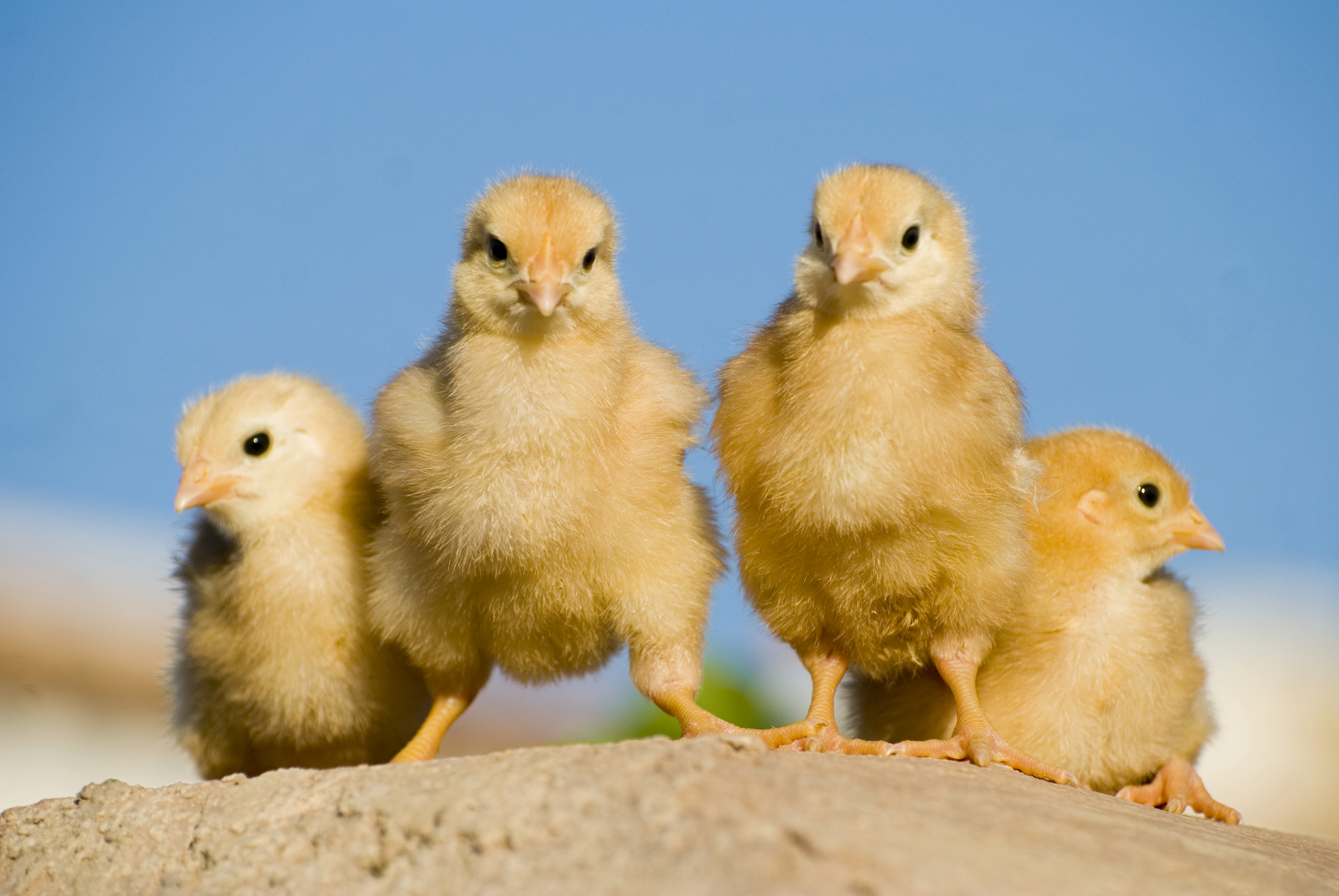 Четверо цыплят. Цыплята. Желтый цыпленок. Милые цыплята. 4 Цыпленка.