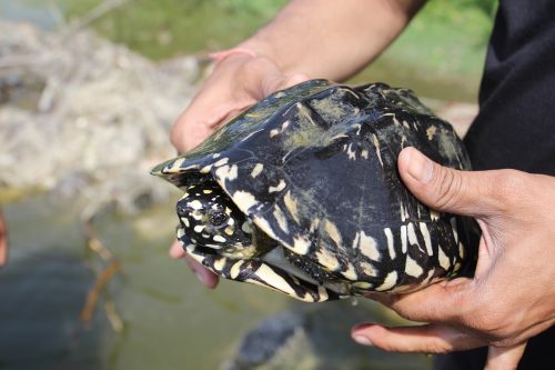 A Spotted black turtle rescued from poacher's net in Agra 