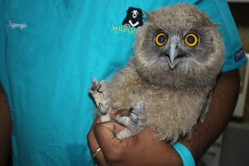 Dusky eagle owl rescued from poachers