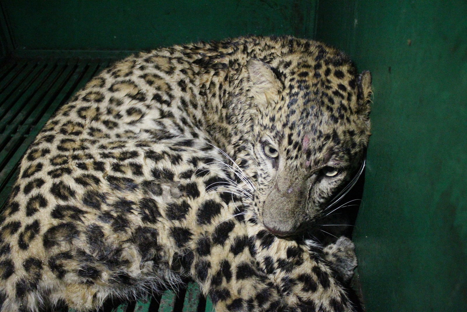 Here Are 16 of the Most Amazing Animal Rescue Stories