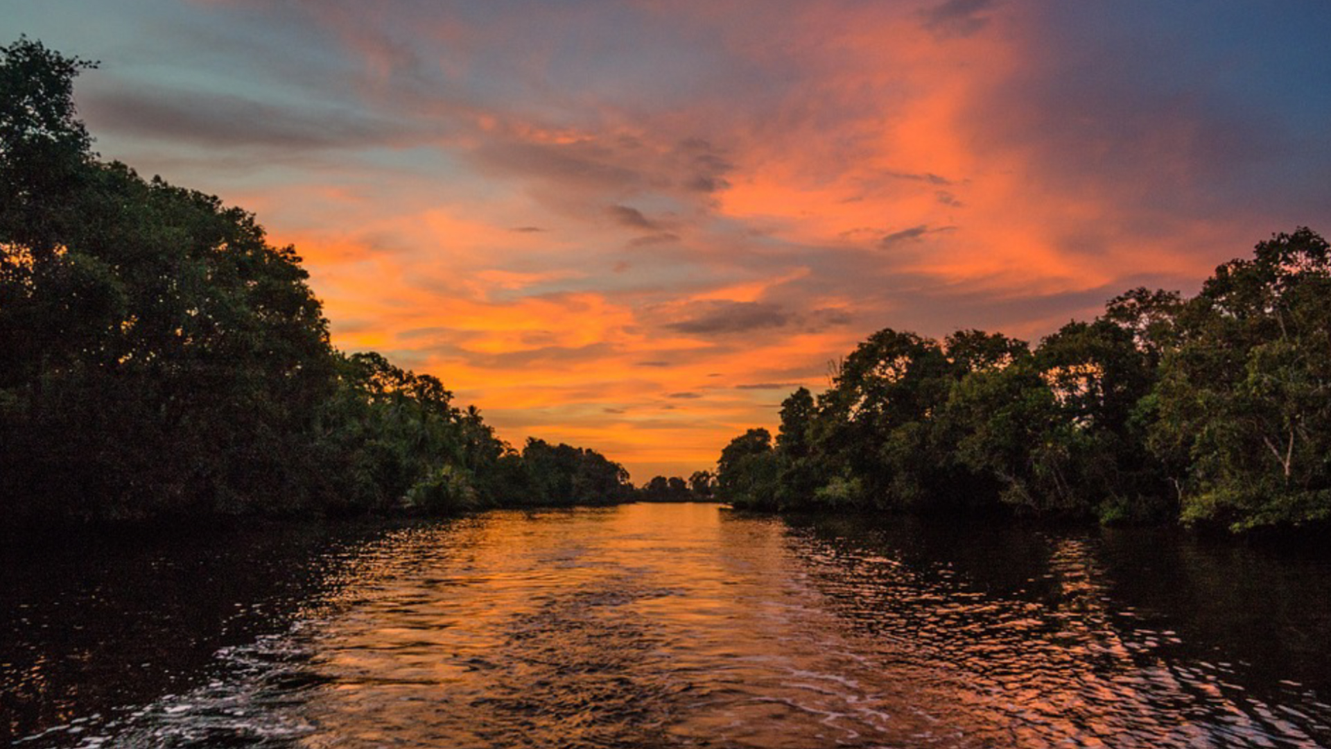 VIDEOS: Mangroves – Protecting Coastlines, Combating Climate Change & Saving Corals