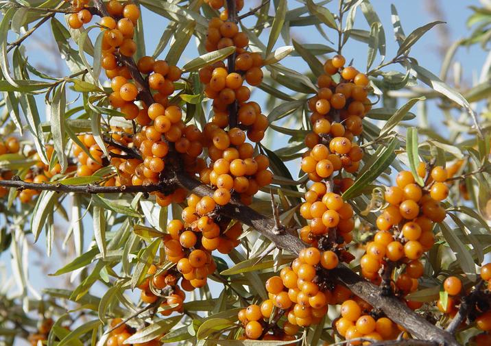 Sea-Buckthorn-seeds-Hippophae-rhamnoides-seeds