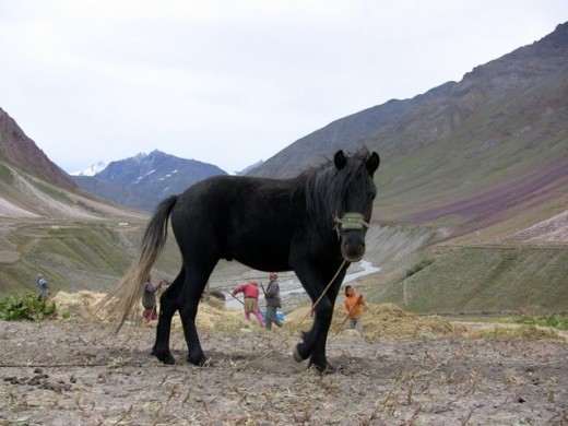 spiti-horses