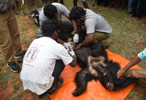 The sloth bear being freed from the poacher's snare