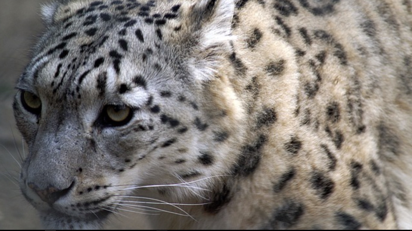 VIDEO: How This Initiative Is Contributing to the Growth in Snow Leopard Numbers in the Himalayas