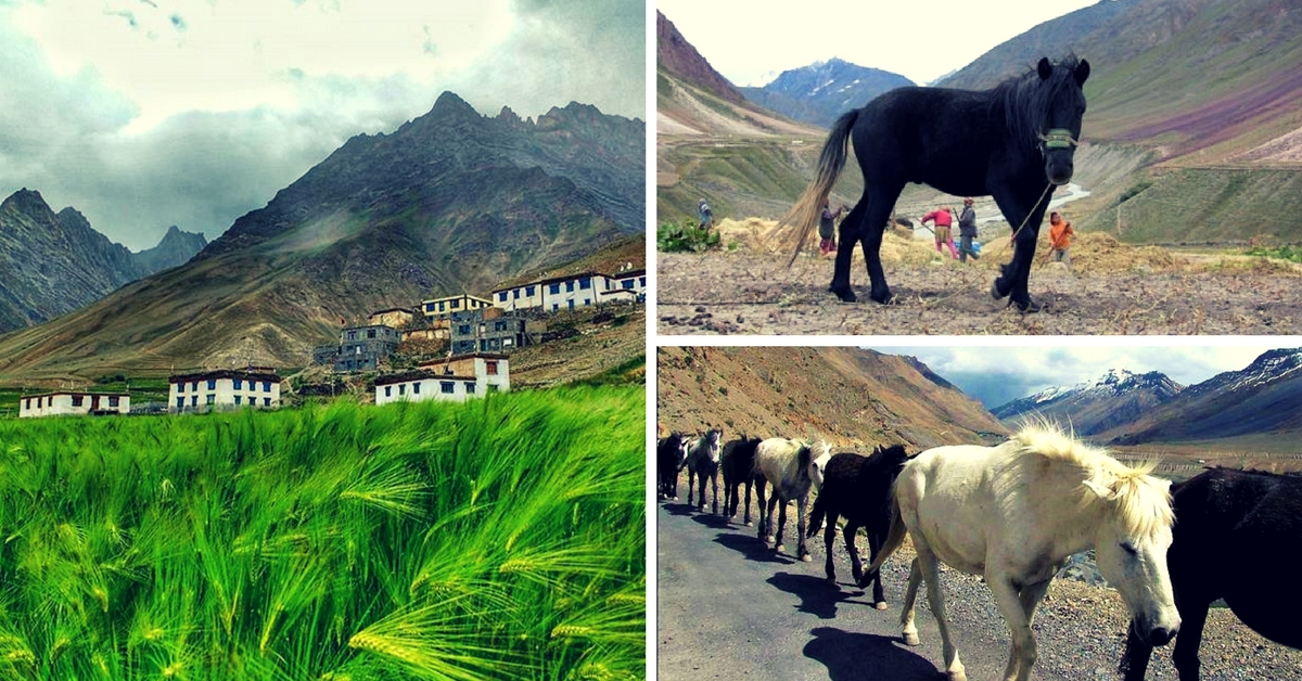 A Village in Spiti’s Pin Valley Runs a Dedicated Insurance Scheme for Its Unique Horses