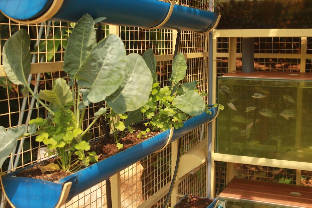 Vegetables in rain water channels