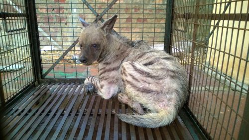 Injured hyena rescued from a violent mob in Agra