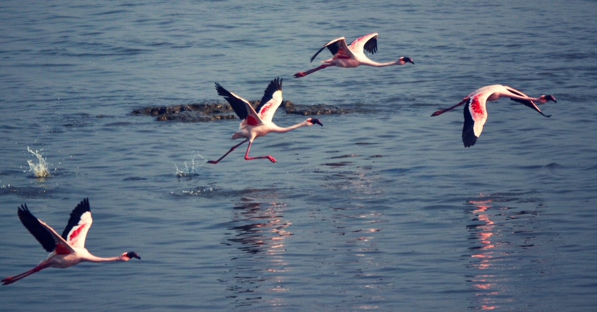 VIDEO: Catch These 5 Rare Species of Migratory Birds That Make Flight to India during Winters