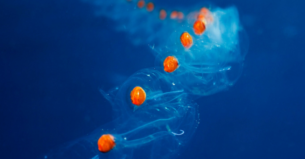 This Little-Known Marine Species is Helping Fight Global Warming