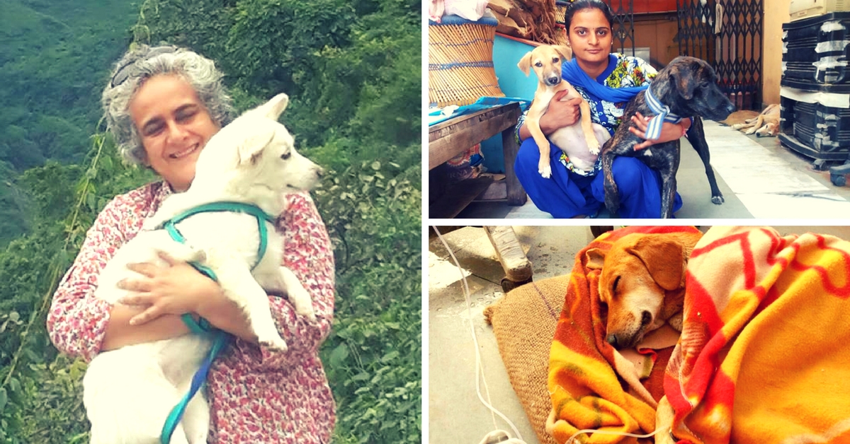 This Feisty Animal Lover and Her Team Feed Over 10,000 Street Dogs Every Month!