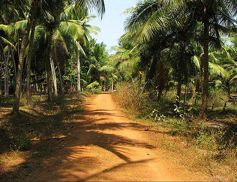 kerala road cropped