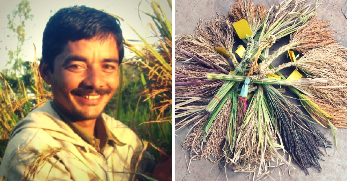 Meet the Farmer behind the Living Agricultural Museum That Is Home to over 850 Varieties of Rice!