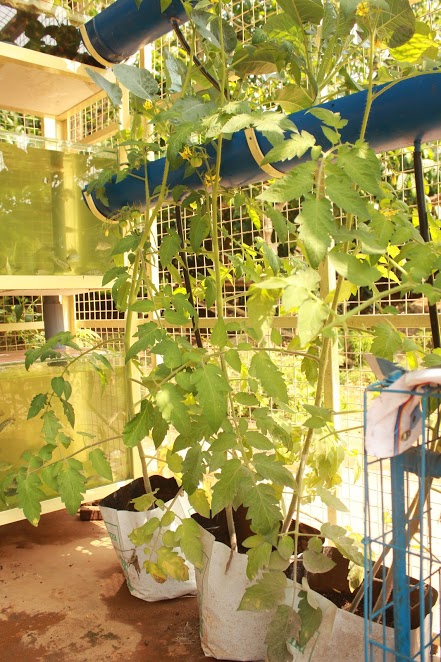 vegetables in grow bags