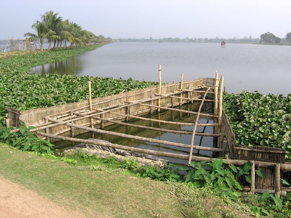 6.-The-famed-fisheries-of-the-Kolkata-wetlands-that-are-locally-known-as-bheries.-Credit-Dhrubajyoti-Ghosh-1020x765