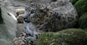 TBI Blogs: Did You Know That Preserving Ladakh’s Ecosystem Is Inherently Tied to Snow Leopard Conservation?