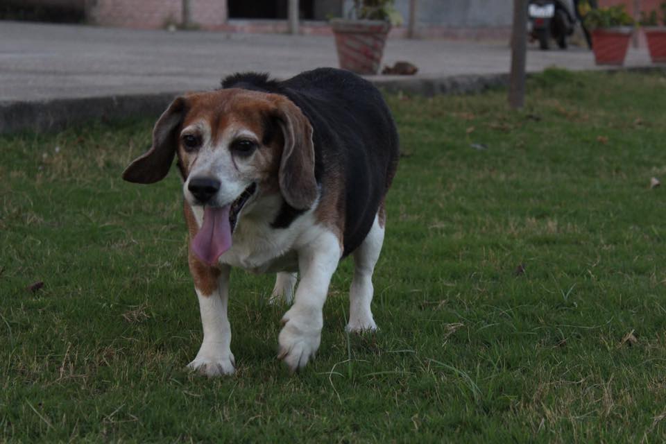 Meet the Freagles: Ahmedabad’s Dog Lovers Are on a Mission to Find Homes for Rescued Beagles