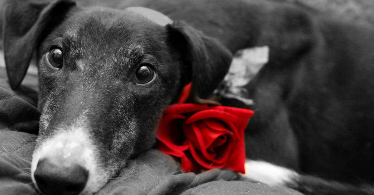 TBI Blogs: Here Are 10 Reasons to Make Valentine’s Day Special – for a Four-Legged Special Someone!