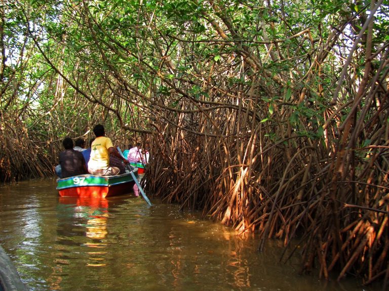 This Man Planted and Protected Mangrove Forests for Over 25 Years!