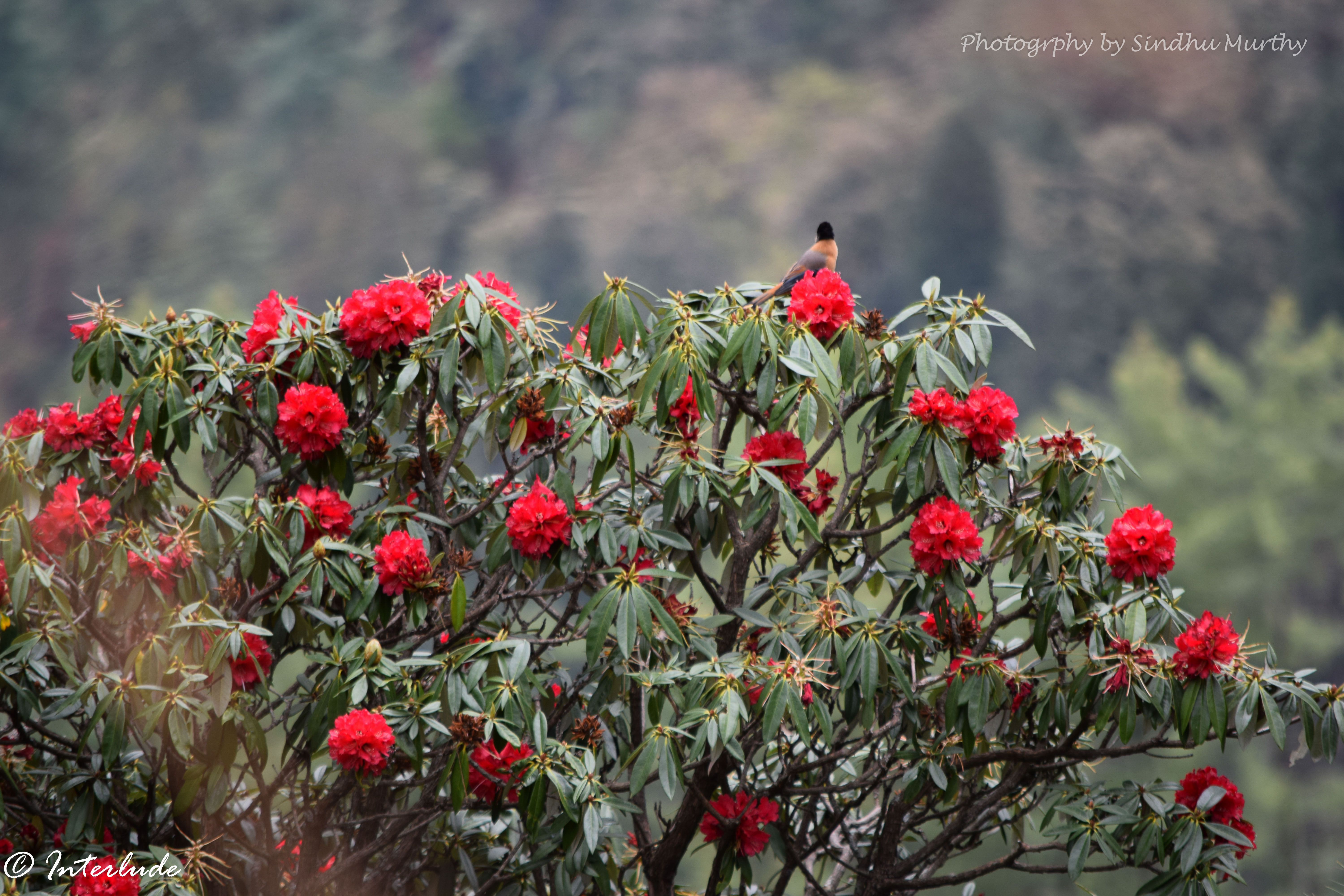 Rhododendrons