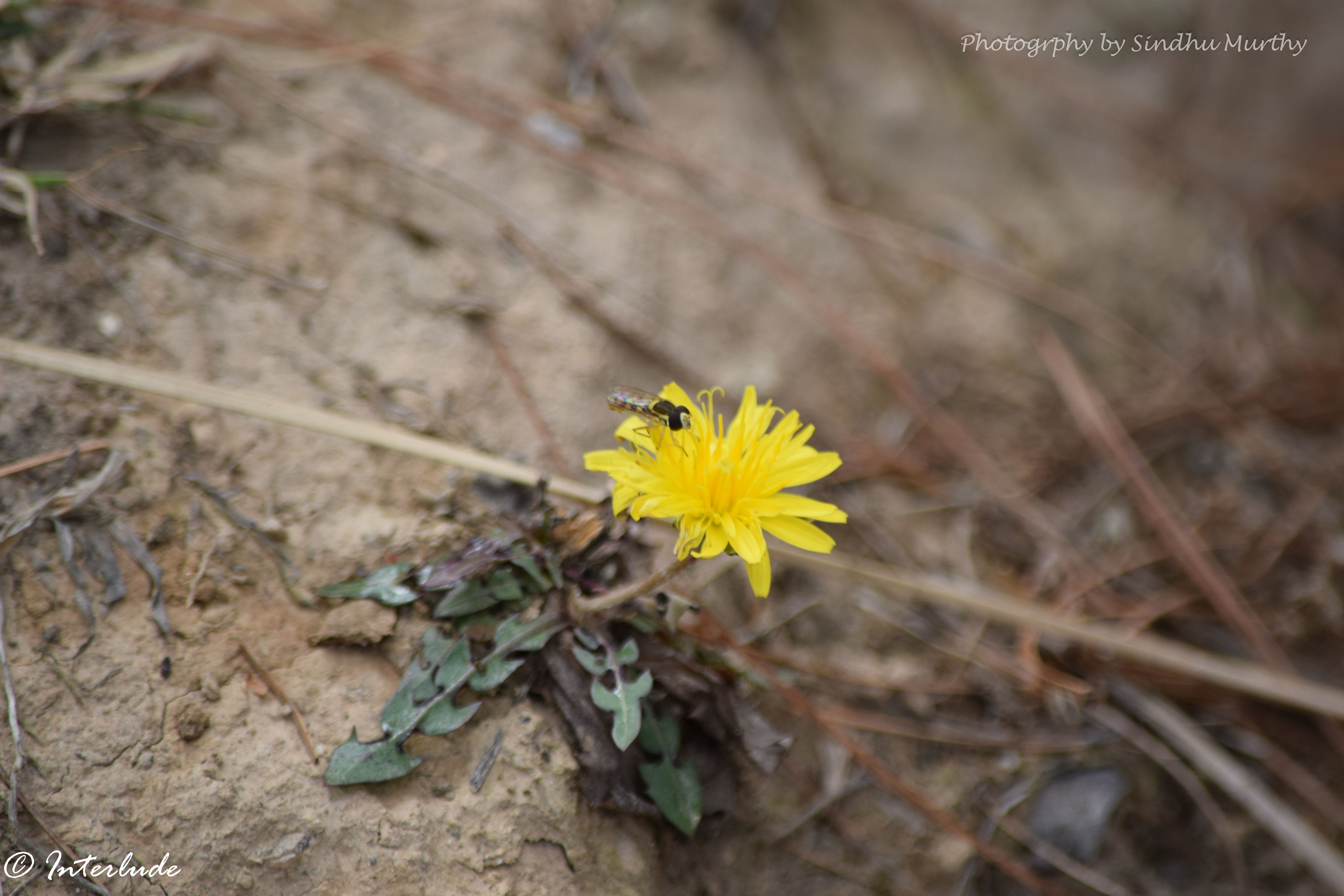 Dandelion