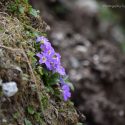 Wild purple primrose