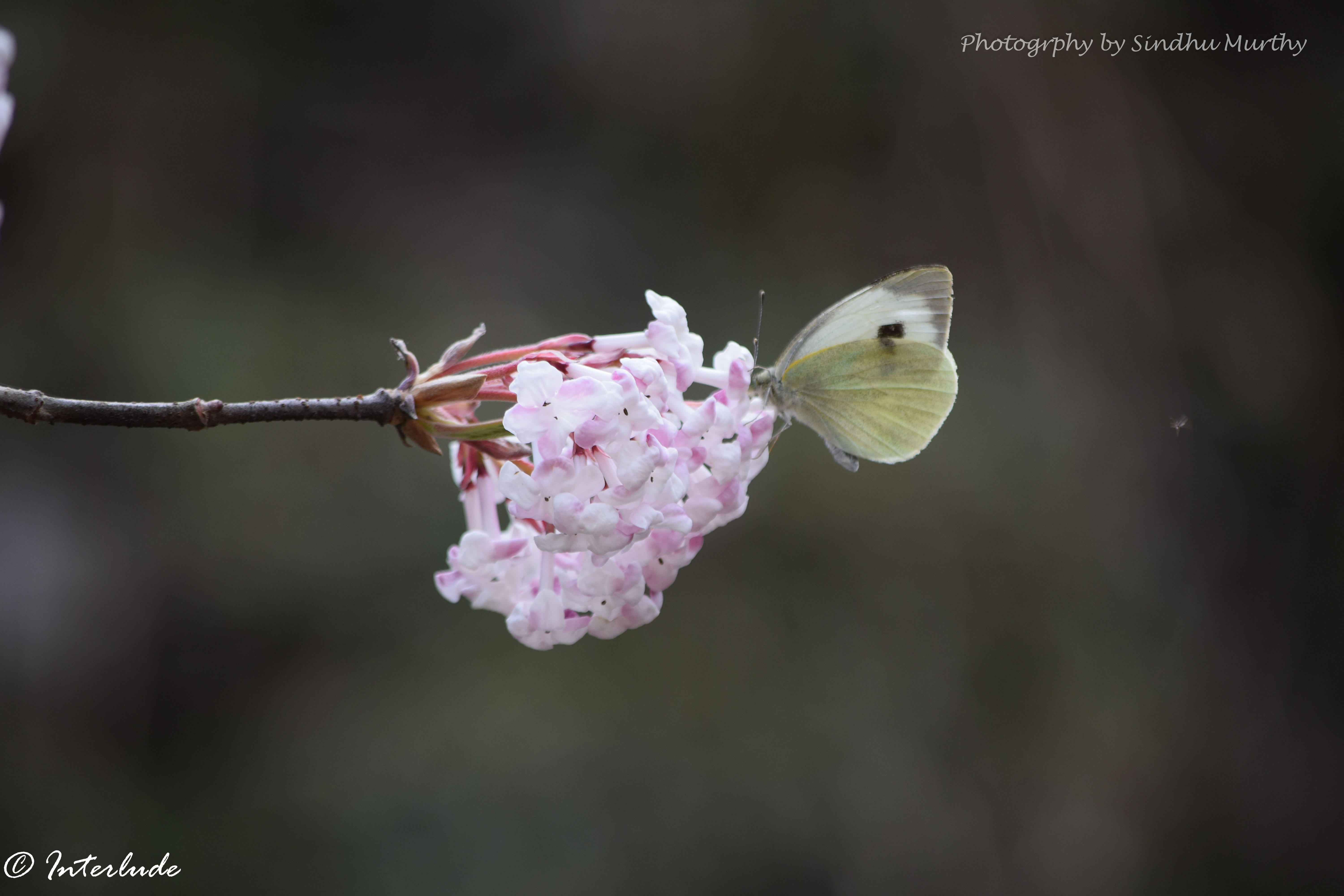 Grand viburnum