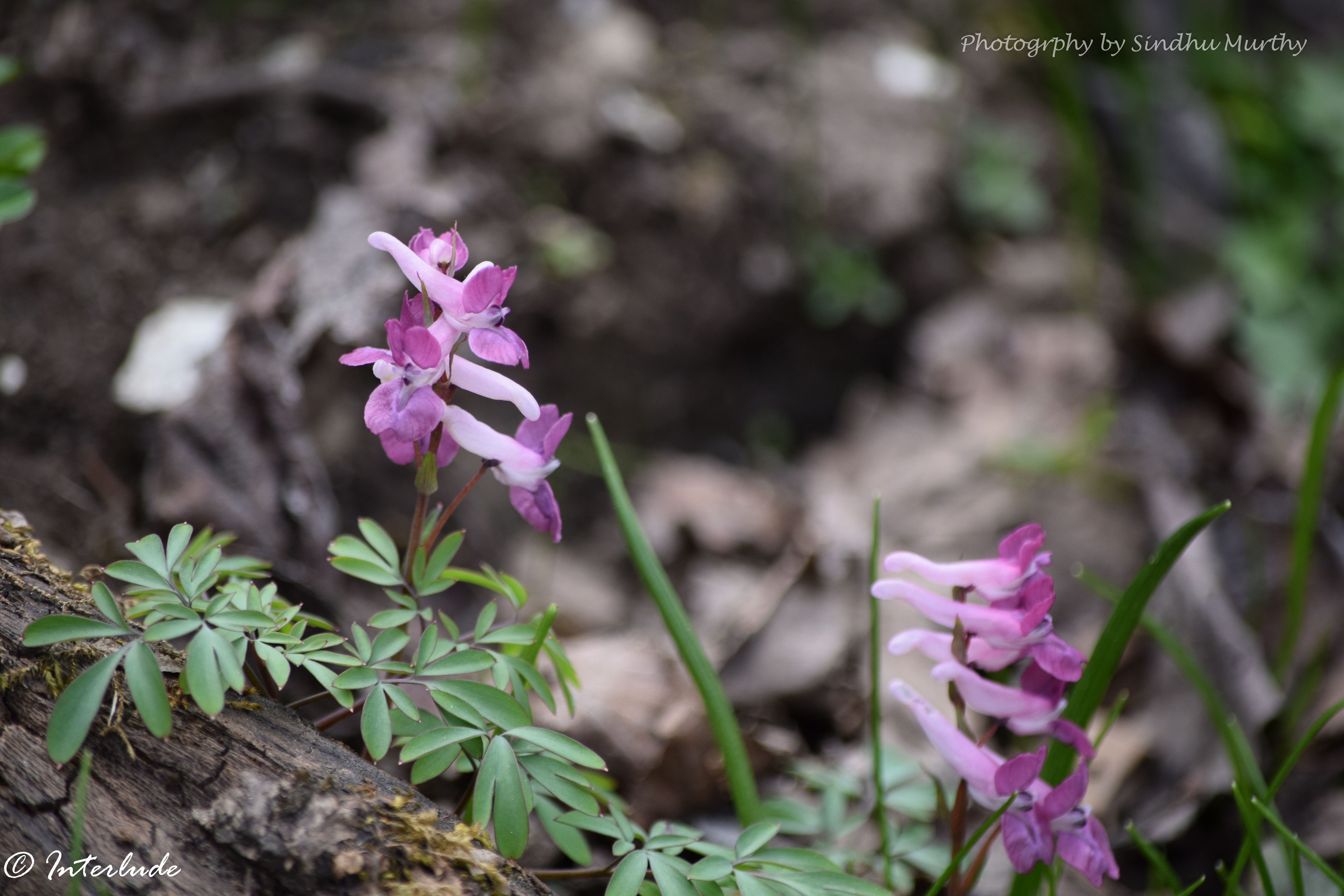 Himalayan Locoweed