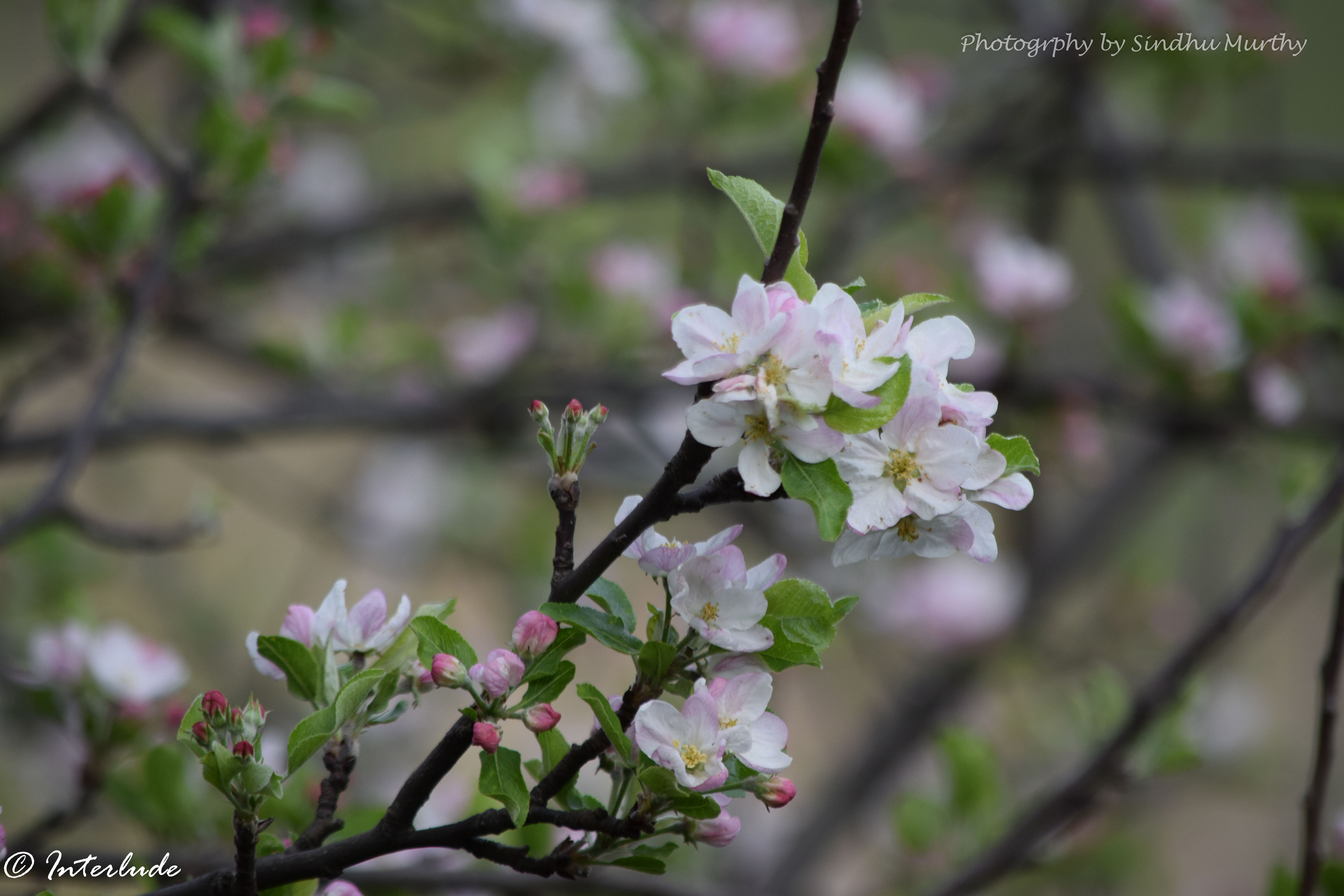 Apple blossoms