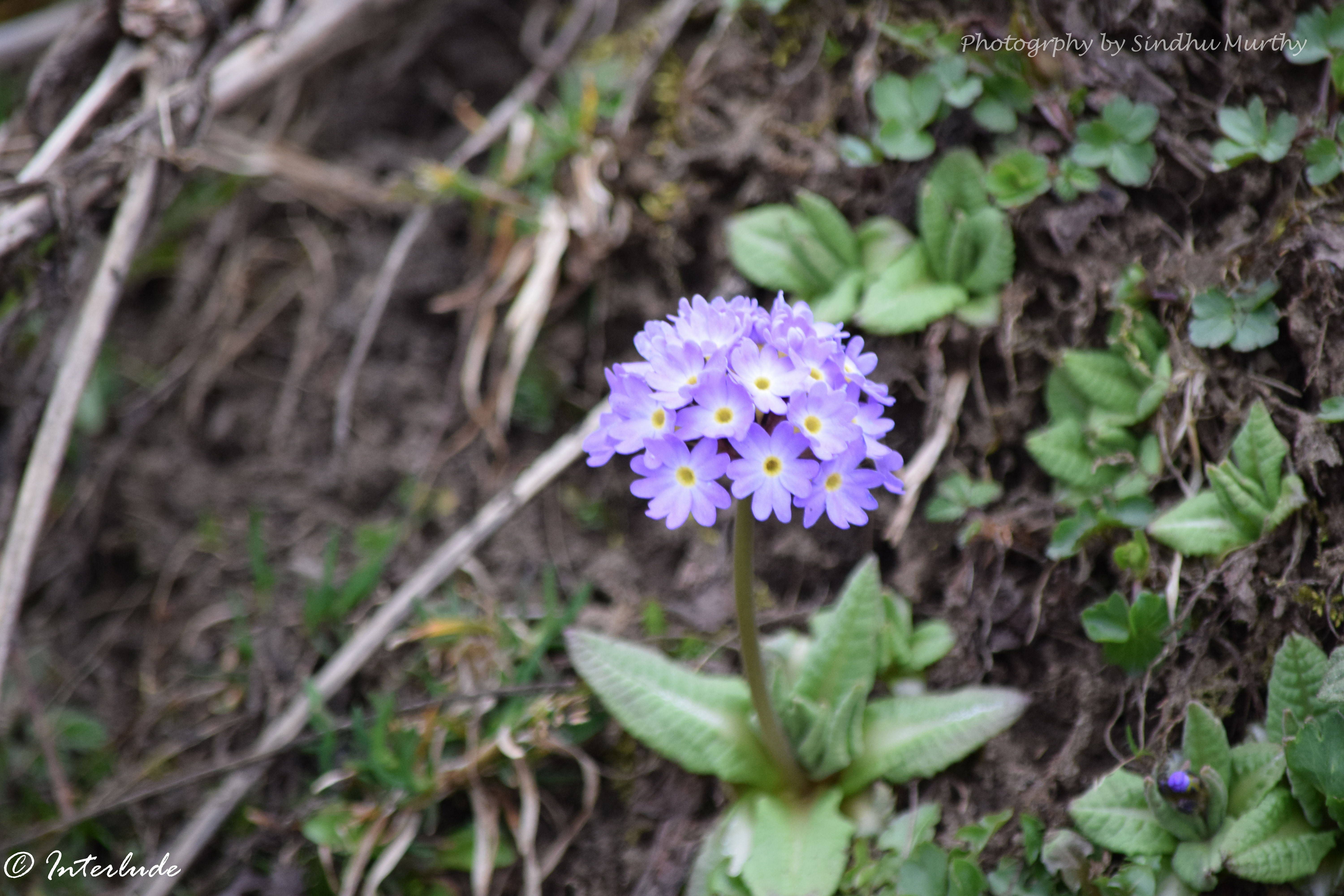 Drumstick Primroses