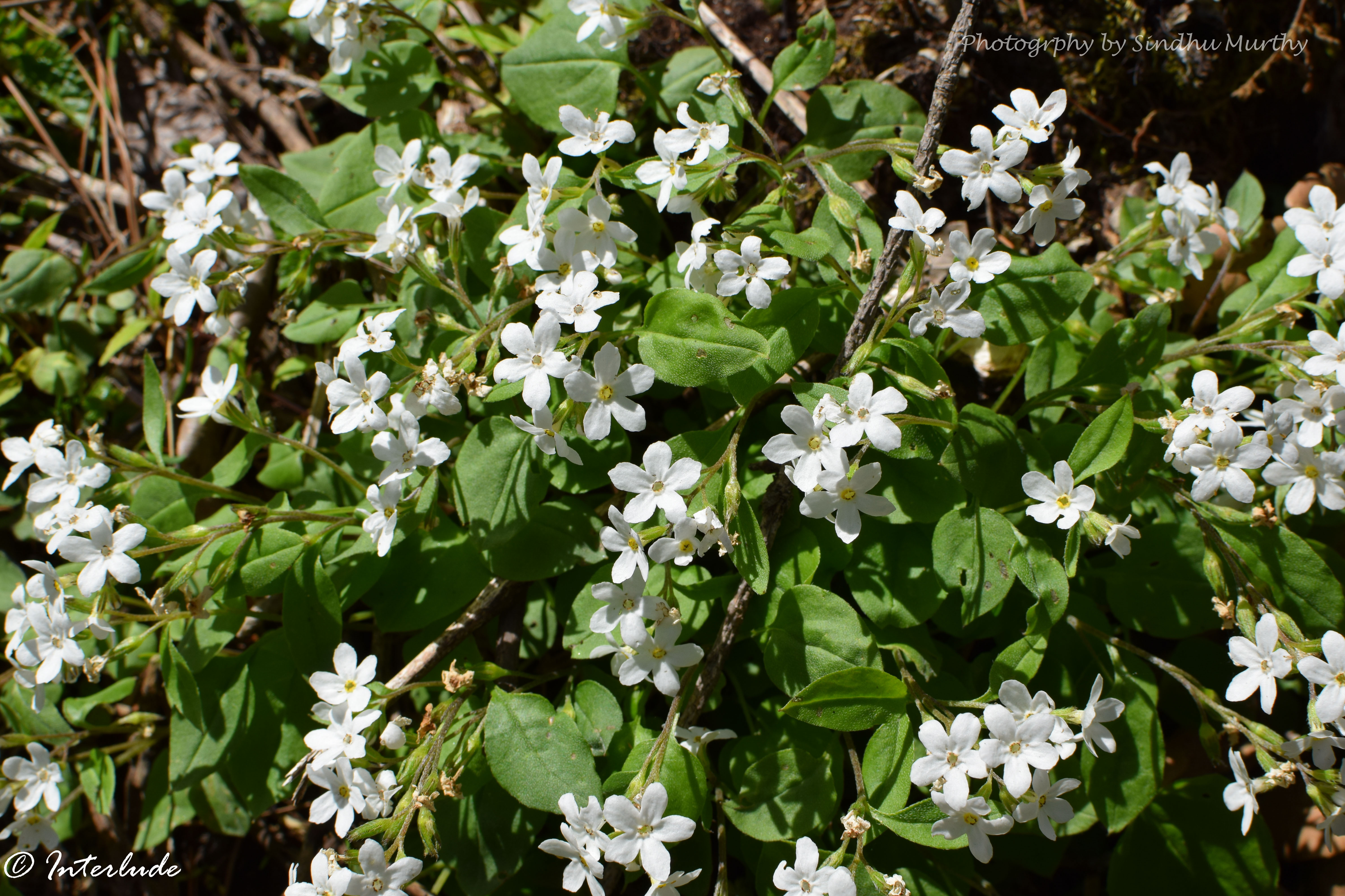 Himalayan lungwort