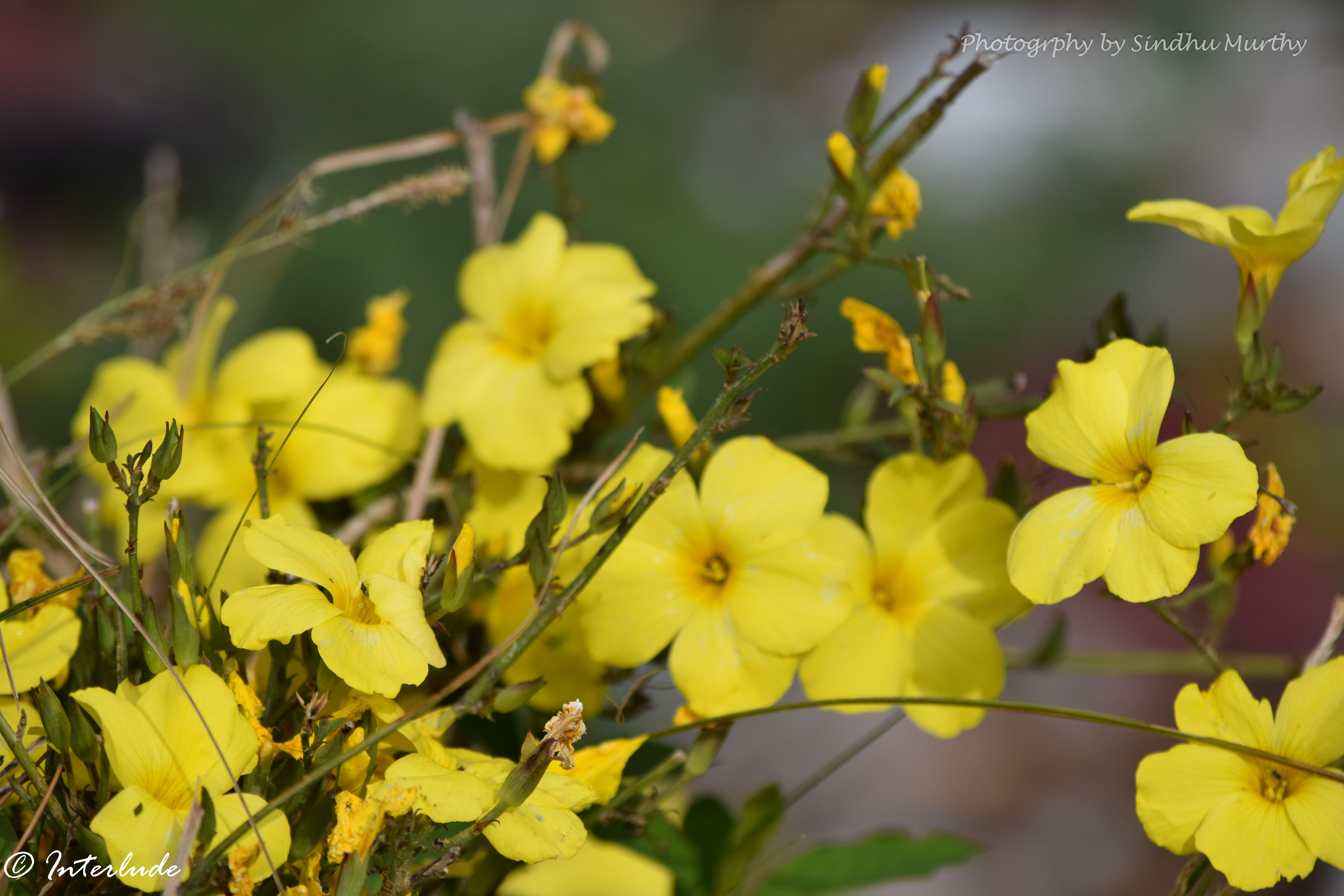 Himalayan flowers on Kedarkantha Trail