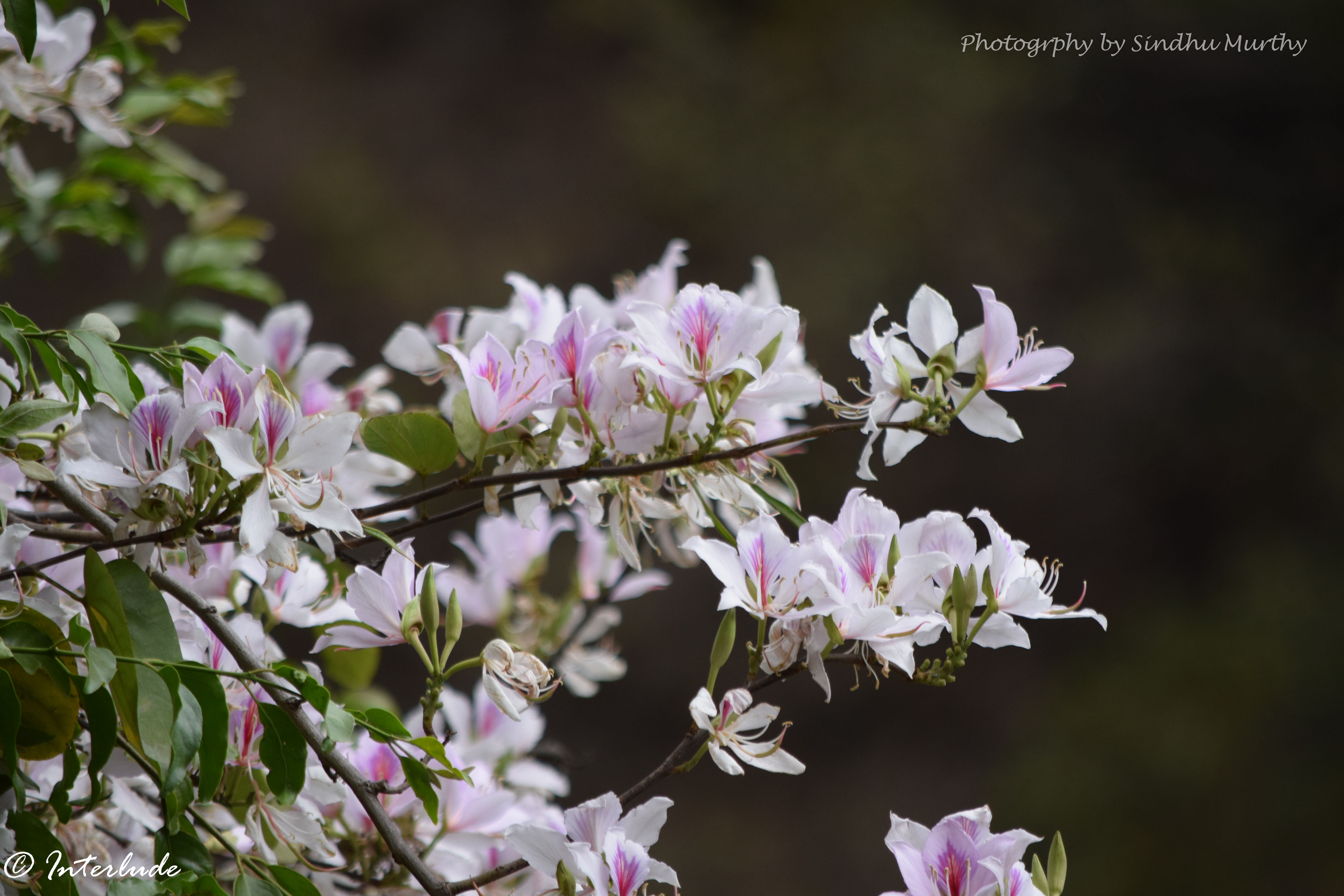 Bauhinia - Himalayan Flowers