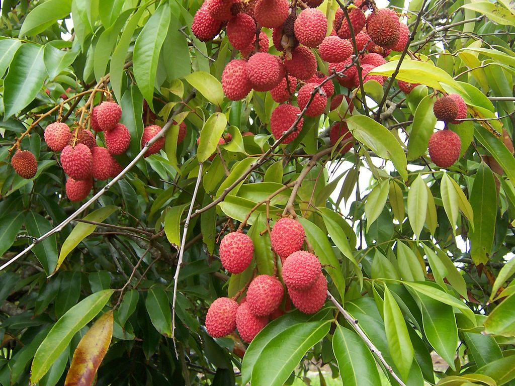 Muzaffarpur lychees