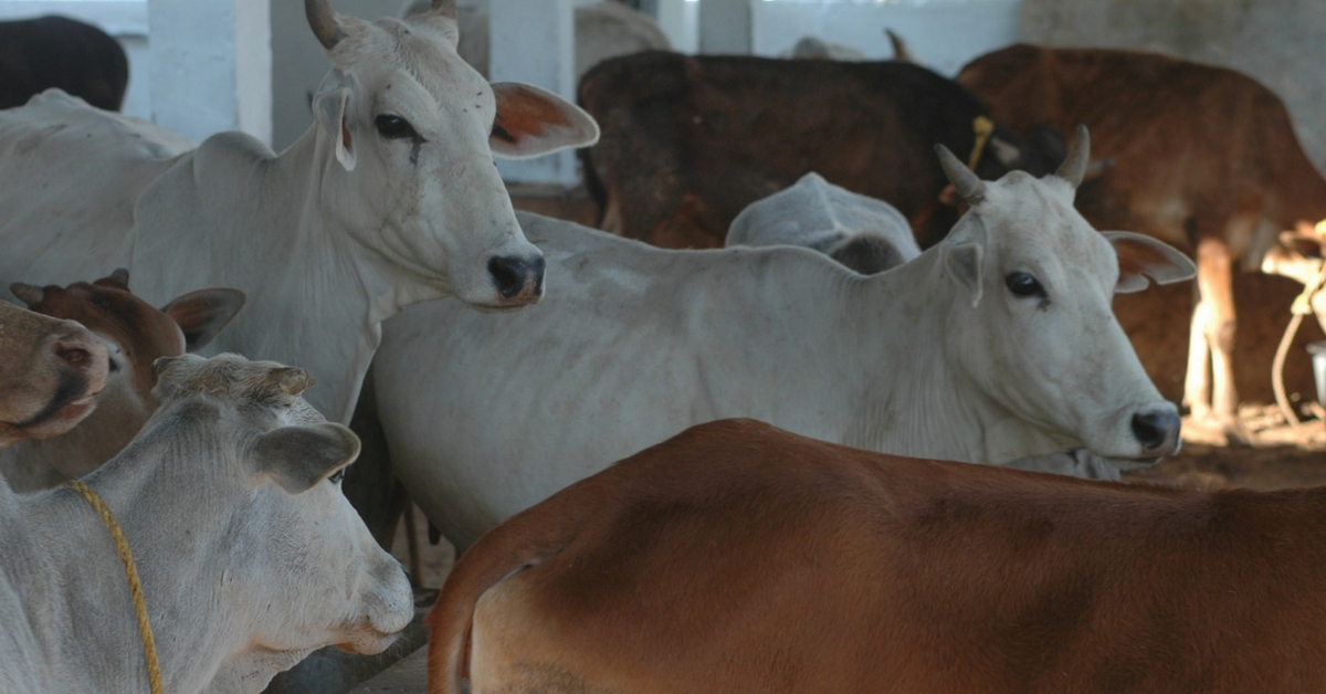 Animal Lovers in Drought-Ridden Nilgiris Are Ensuring That the Cattle Don’t Starve to Death