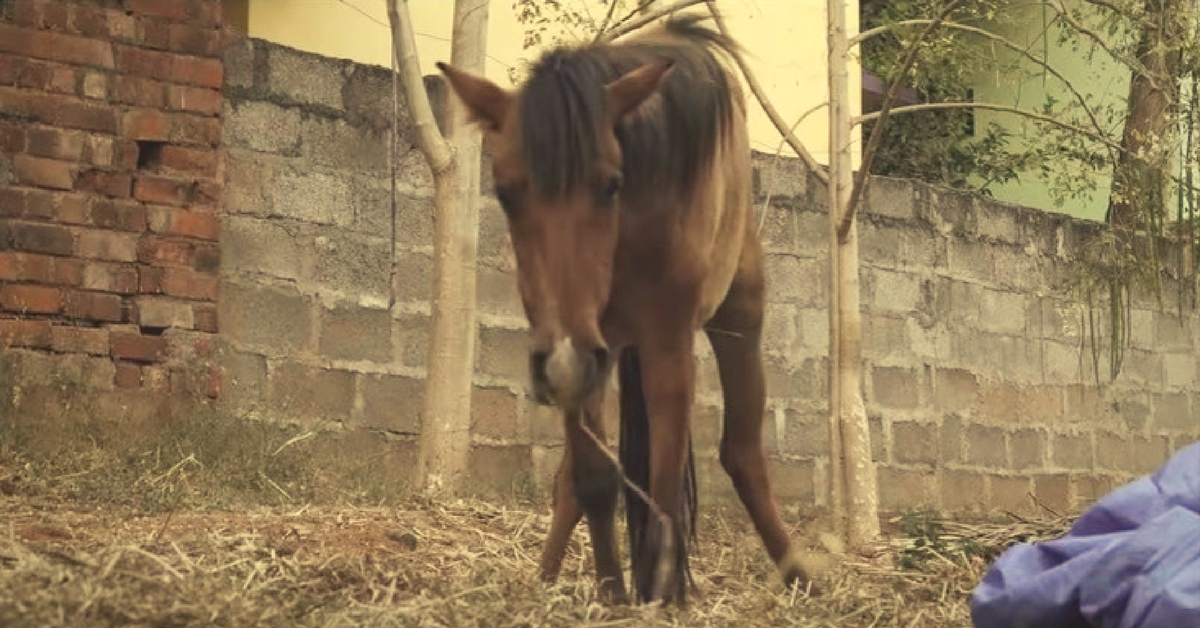 Abandoned and Injured, Bhijili the Horse Is Now Embracing Life on a Prosthetic Limb