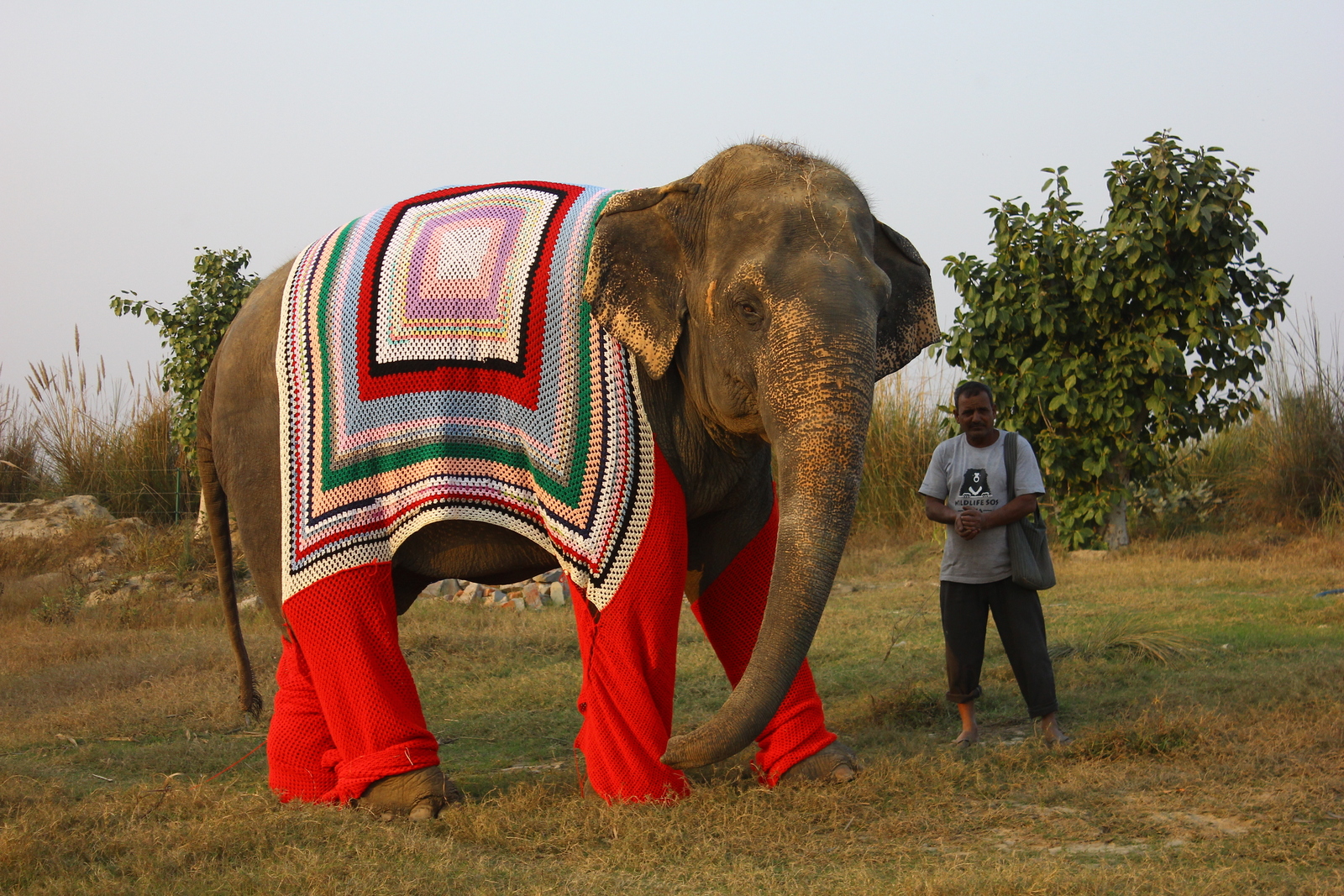 Rescued elephant Bijli out on a walk with her keeper at the Wildlife SOS Elephant Conservation & Care Center, Mathura