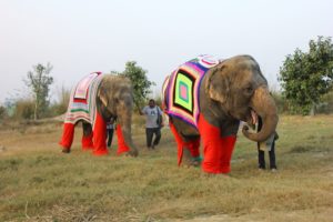 TBI Blogs: How Do Rescued Elephants Fight the Bitter Chill of Winter? With Jumbo Jackets, of Course!