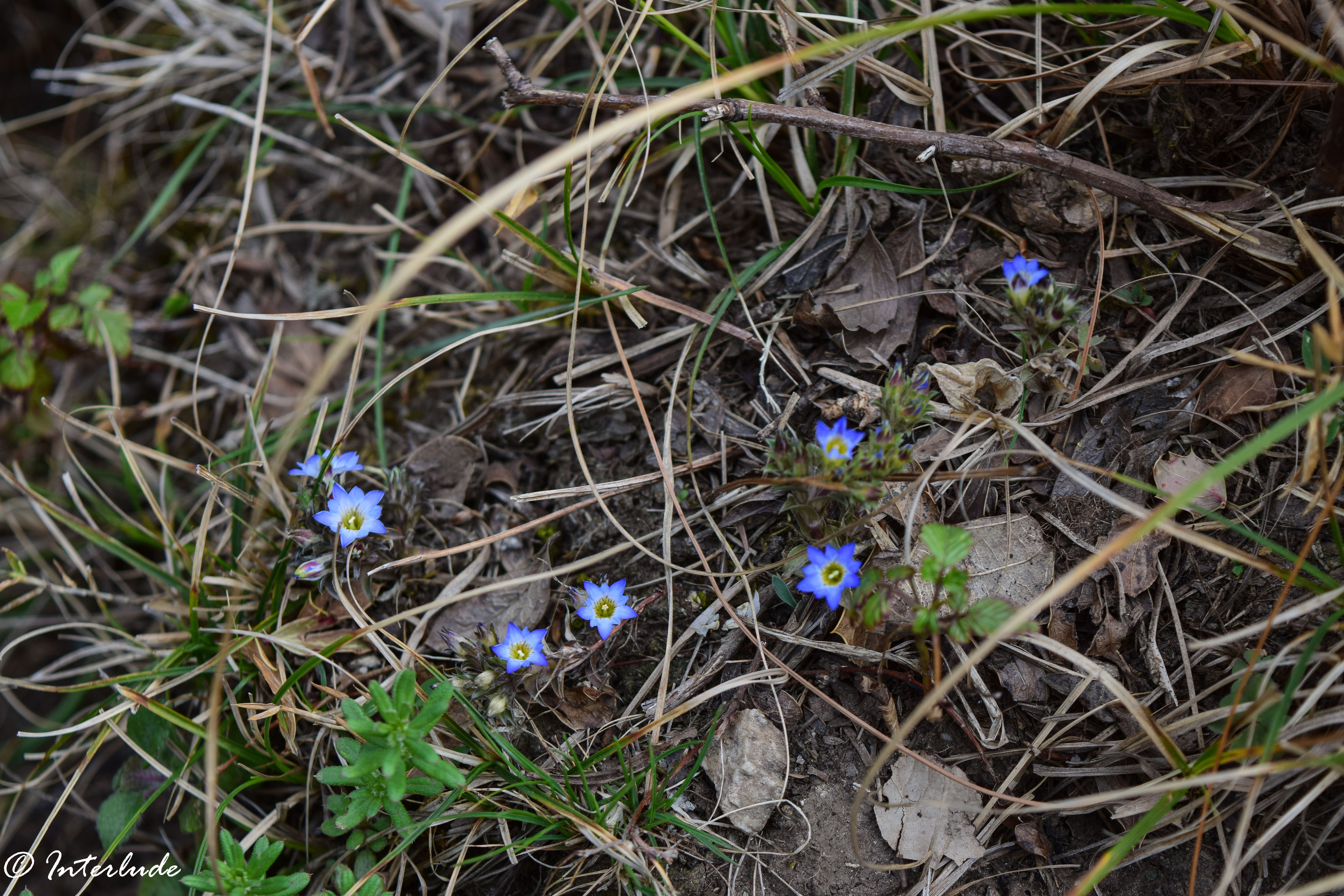 Himalayan Gentian.