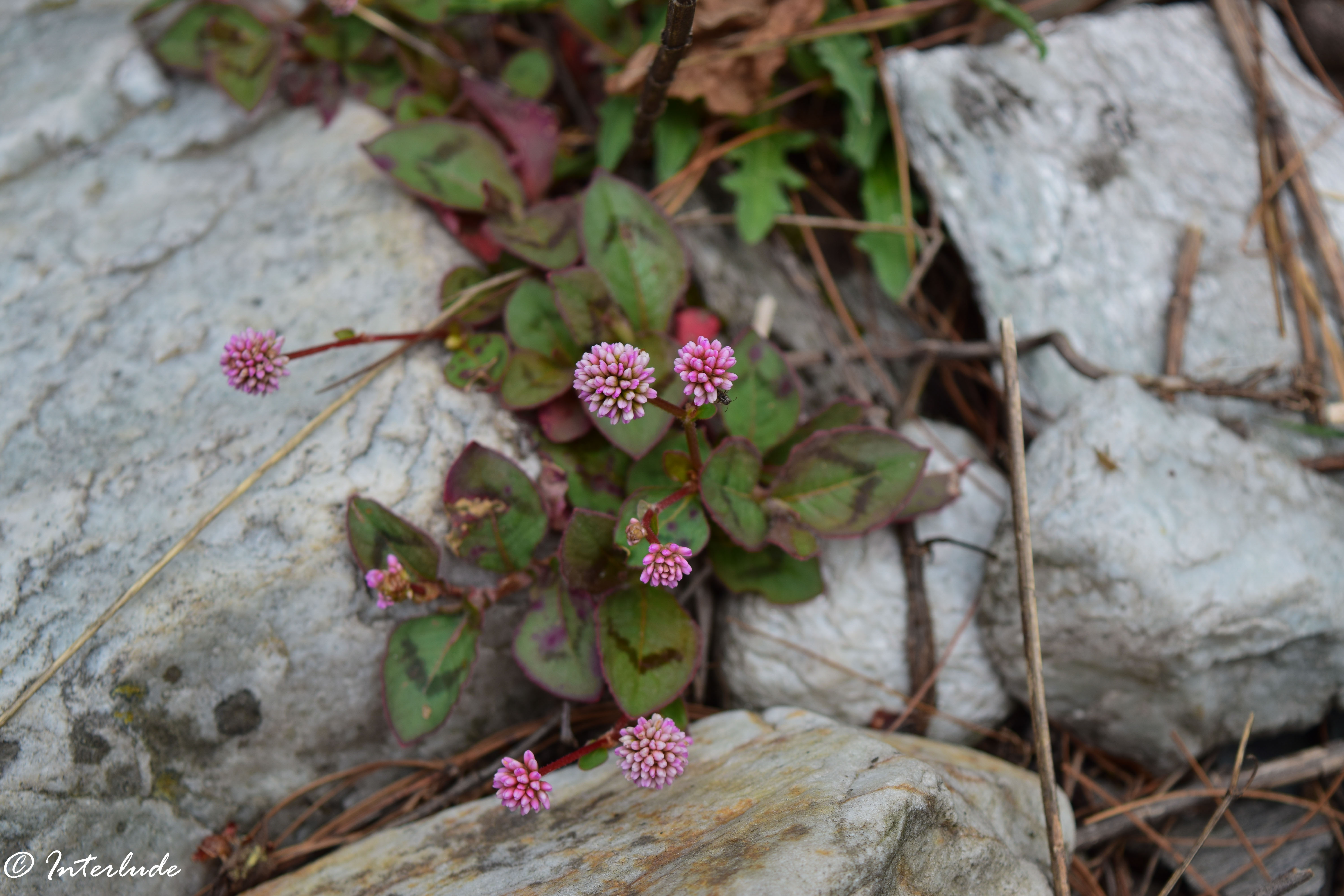 Pink Knotweed