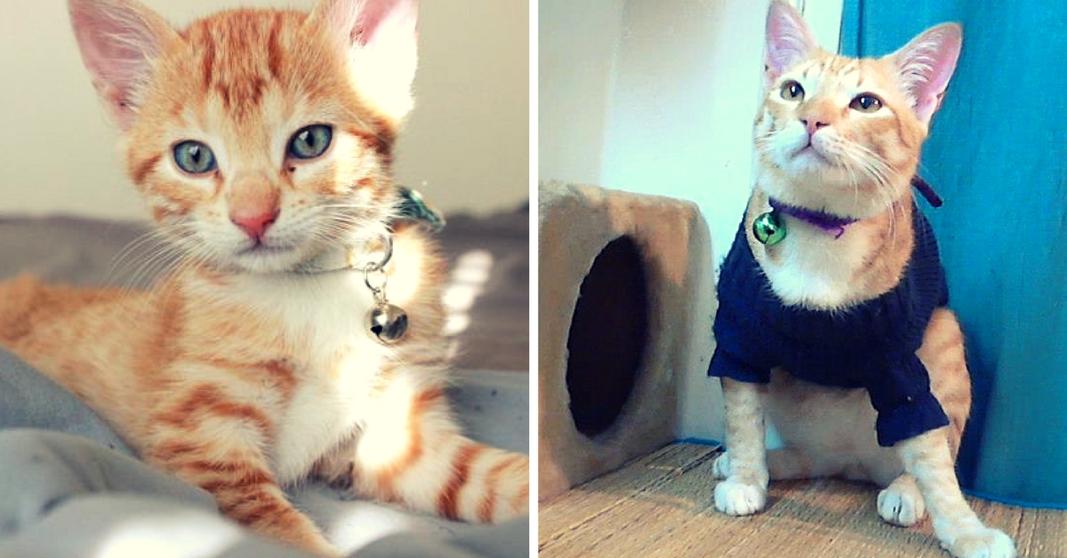 MY STORY: What an Abandoned Kitten Named Bubble Taught Me About Love, Life and Laughter