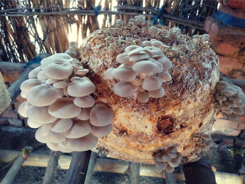 oyster mushroom