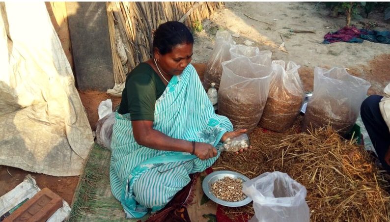 Urmila Yadav planting mushroom seeds