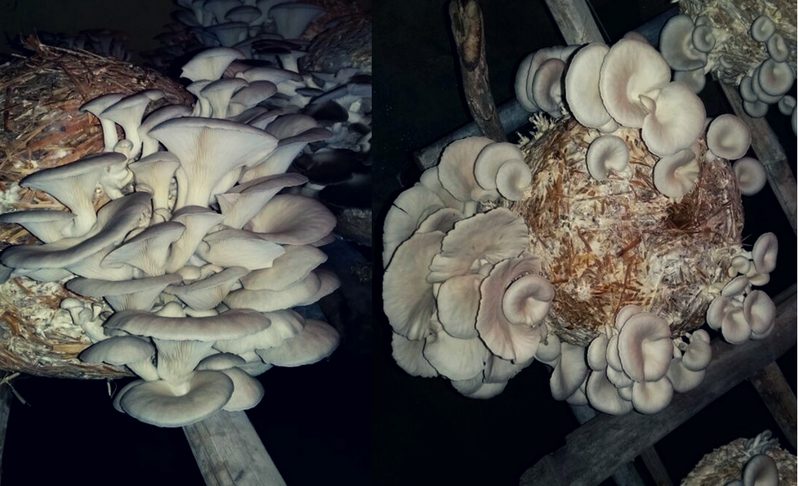 oyster mushroom type 2